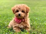 Kahve tonlu puppy kıvırcık tüylü MALTİPO CİNSİ 