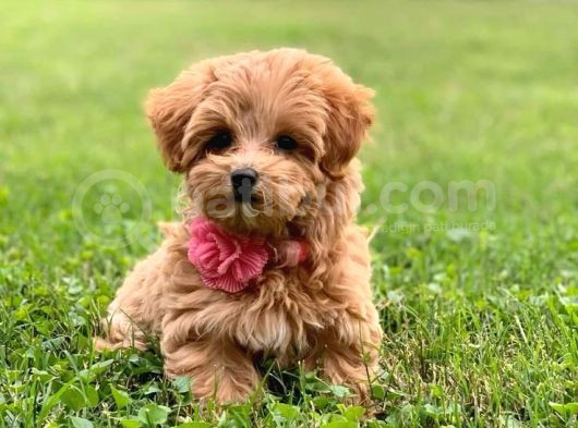 Kahve Tonlu Puppy Kıvırcık Tüylü Malti̇po Ci̇nsi̇ 