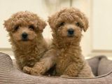 Kahve tonlu puppy kıvırcık tüylü MALTİPO CİNSİ 