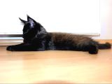 Safkan Secereli Dev Cüsseli Maine Coon Erkek