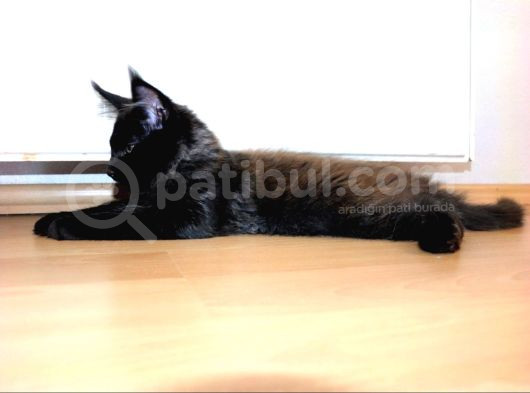 Safkan Secereli Dev Cüsseli Maine Coon Erkek görsel