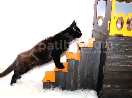 Safkan Secereli Dev Cüsseli Maine Coon Erkek görsel