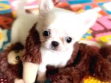 En minik boy chihuahua bebekler
