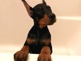Kulak Kuyruk Operasyonları Yapılı Doberman Yavrular