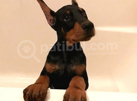 Kulak Kuyruk Operasyonları Yapılı Doberman Yavrular görsel