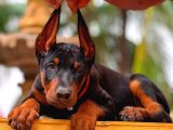 Kulak kuyruk operasyonları yapılı doberman yavrular