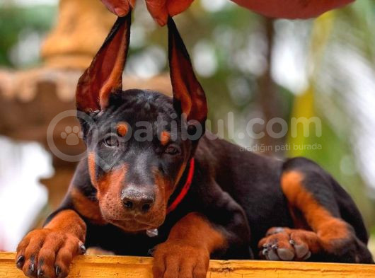 Kulak Kuyruk Operasyonları Yapılı Doberman Yavrular
