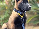 Koyu Maske Aranan Kan Hattı Malinois