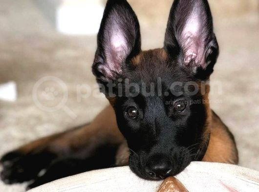 Koyu Maske Aranan Kan Hattı Malinois