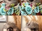 Secereli Pomeranian Boo Dişi Yavrular