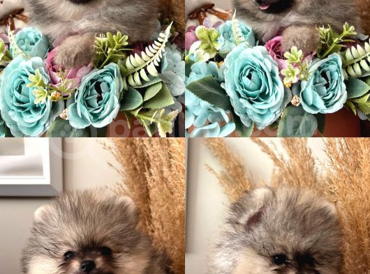 Secereli Pomeranian Boo Dişi Yavrular görsel