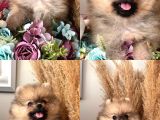 Secereli pomeranian boo dişi yavrular
