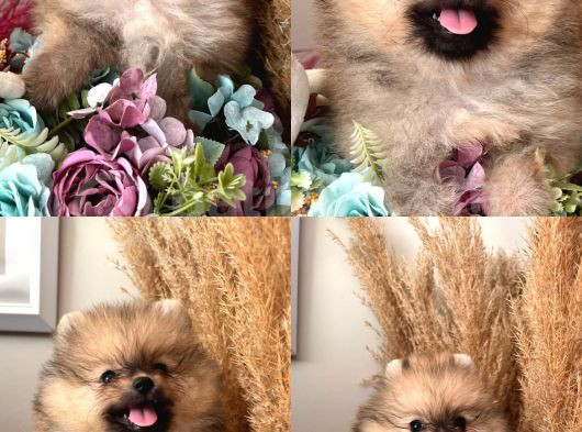 Secereli Pomeranian Boo Dişi Yavrular