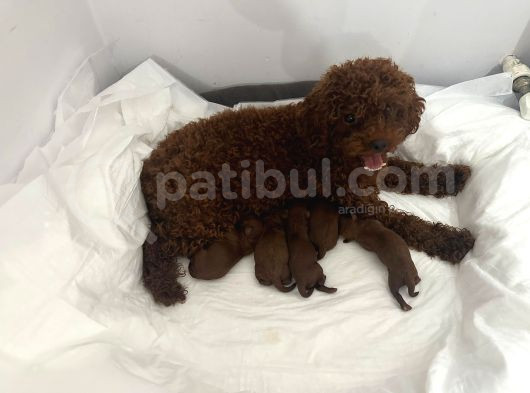 Toy Poddle Erkek Ve Di̇şi̇ Yavrular görsel