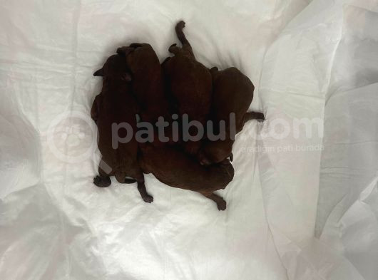 Toy Poddle Erkek Ve Di̇şi̇ Yavrular görsel