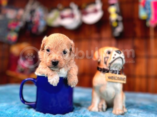 Ufak Zeki Tüy Dökmez Sevimli Maltipoo görsel
