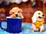 Ufak Zeki Tüy Dökmez Sevimli Maltipoo