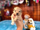 Ufak Zeki Tüy Dökmez Sevimli Maltipoo