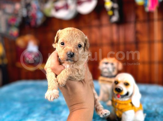Ufak Zeki Tüy Dökmez Sevimli Maltipoo görsel