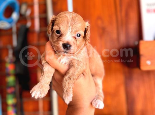 Ufak Zeki Tüy Dökmez Sevimli Maltipoo görsel