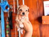 Ufak Zeki Tüy Dökmez Sevimli Maltipoo