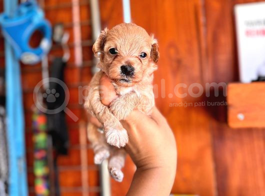 Ufak Zeki Tüy Dökmez Sevimli Maltipoo görsel
