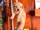 Ufak zeki tüy dökmez sevimli maltipoo