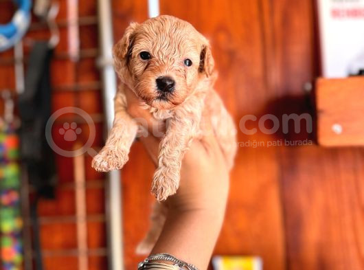Ufak Zeki Tüy Dökmez Sevimli Maltipoo