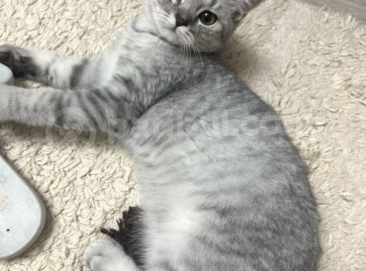 Minik Kardeşler görsel
