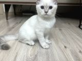 Maviş Oğlan