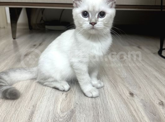 Maviş Oğlan görsel