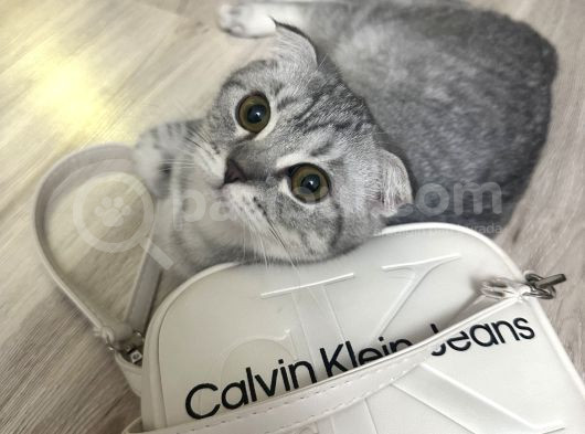 Minik Kardeşler görsel