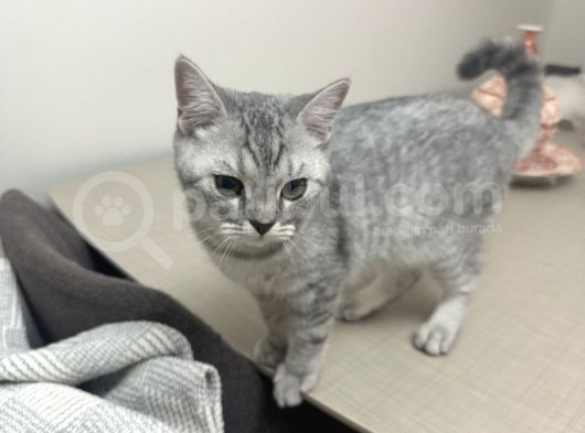 Minik Kardeşler görsel