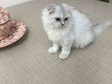 Minik Kız