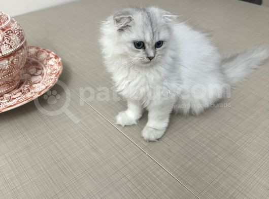 Minik Kız görsel