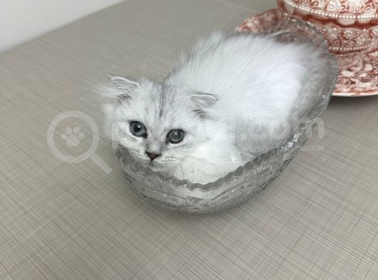Minik Kız görsel