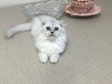 Minik Kız