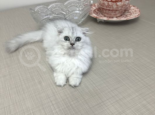 Minik Kız görsel