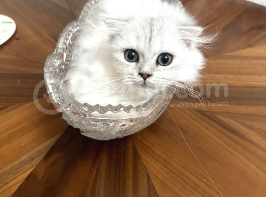 Minik Kız