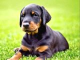 Kulak Kuyruk Esteti̇kli̇ Doberman Yavrularımız