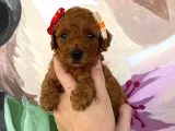 Muhteşem Toy Poodle Bebekler