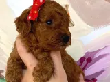 Muhteşem Toy Poodle Bebekler