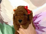 Muhteşem Toy Poodle Bebekler