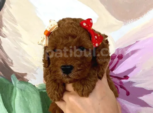 Muhteşem Toy Poodle Bebekler görsel