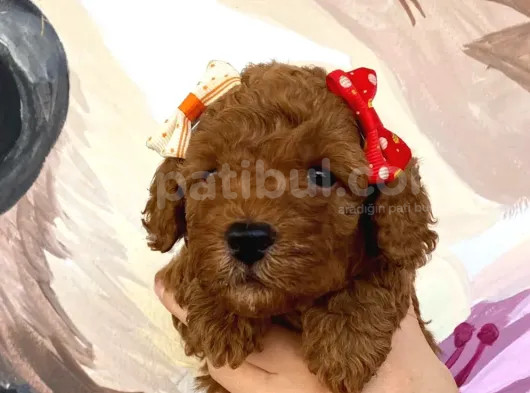 Muhteşem Toy Poodle Bebekler görsel