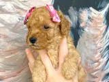 Muhteşem Toy Poodle Bebekler