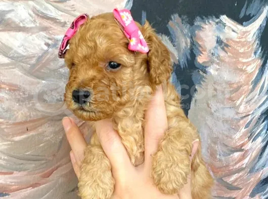 Muhteşem Toy Poodle Bebekler görsel