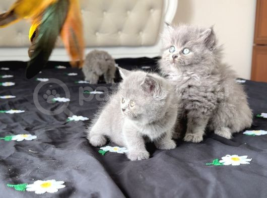 Gri Renk Bomba Güzellikte Birtishler