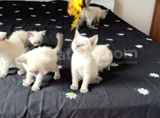 Orijinal 7 Adet  Britishler görsel