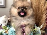 Secereli Pomeranian Boo Dişi Yavrular
